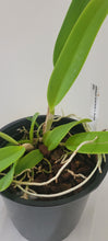 Load image into Gallery viewer, Cattleya dowiana v.aurea ( 3N)
