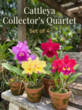 Cargar imagen en el visor de la galería, Cattleya Collector’s Quartet- Set of 4 adult orchids- not in bloom