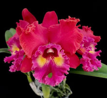 Cargar imagen en el visor de la galería, Cattleya Collector’s Quartet- Set of 4 adult orchids- not in bloom