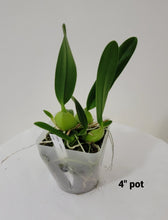 Load image into Gallery viewer, Laelia rubescens
