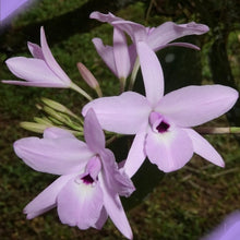 Load image into Gallery viewer, Laelia rubescens
