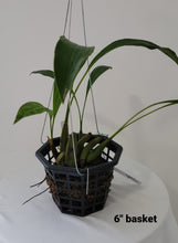 Load image into Gallery viewer, Coelogyne pachystachya
