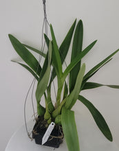 Load image into Gallery viewer, Encyclia thienii x Epidendrum stamfordianum
