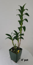 Load image into Gallery viewer, Dendrobium sanderae var major
