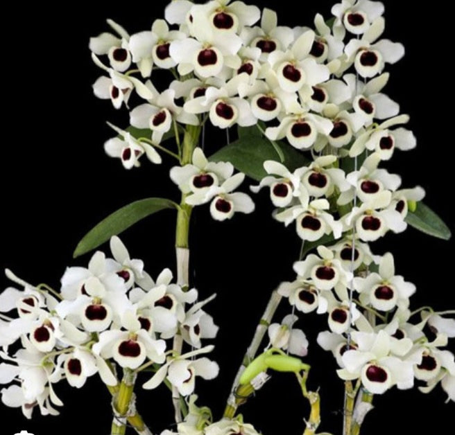 Dendrobium Siam White