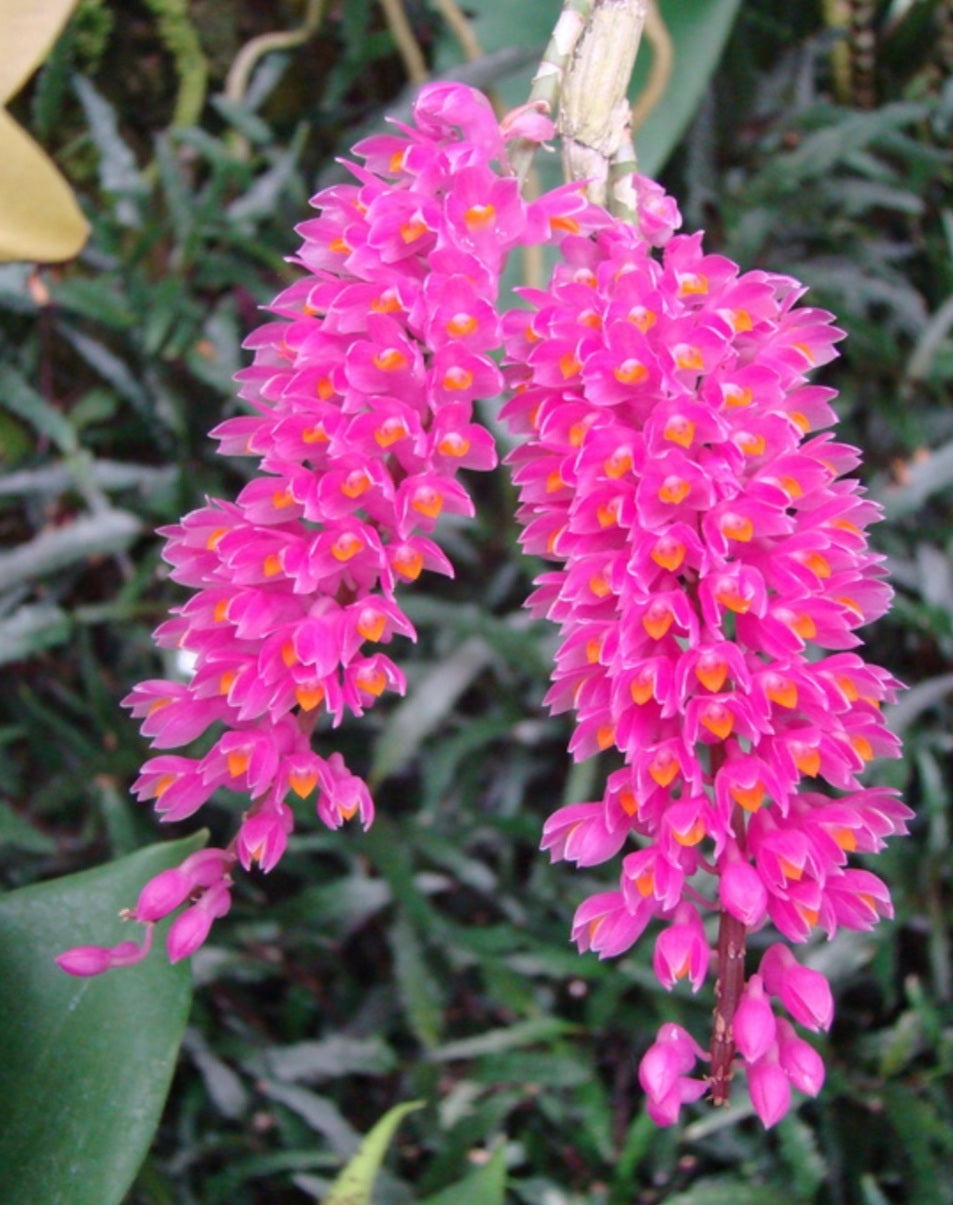 Dendrobium secundum discount