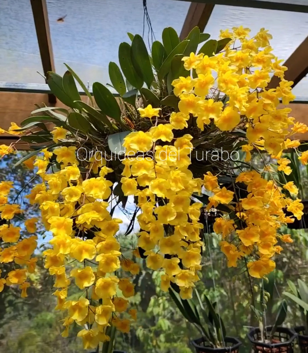 Dendrobium lindleyi  (Syn.aggregatum)