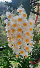 Load image into Gallery viewer, Dendrobium farmeri
