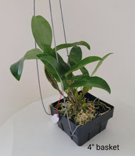 Load image into Gallery viewer, Dendrobium farmeri

