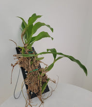 Load image into Gallery viewer, Coelogyne fimbriata
