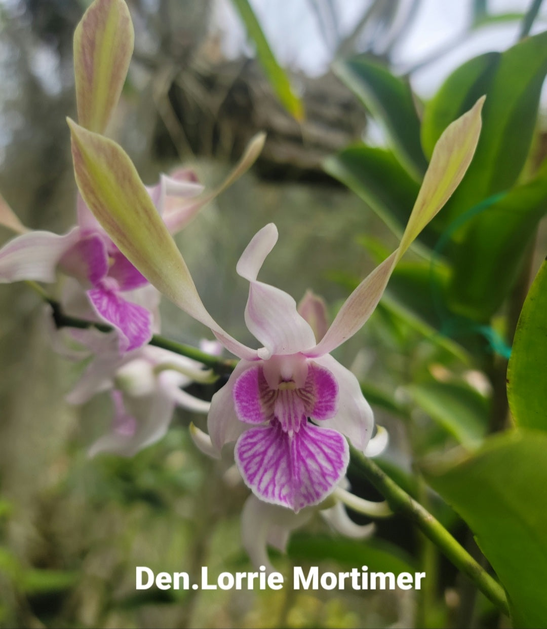 Dendrobium Lorrie Mortimer – Orquídeas del Turabo