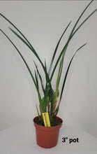 Load image into Gallery viewer, Maxillaria tenuifolia - Red
