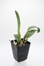 Load image into Gallery viewer, Rlc. Hsinying  Scarlet ‘Ching Hua’
