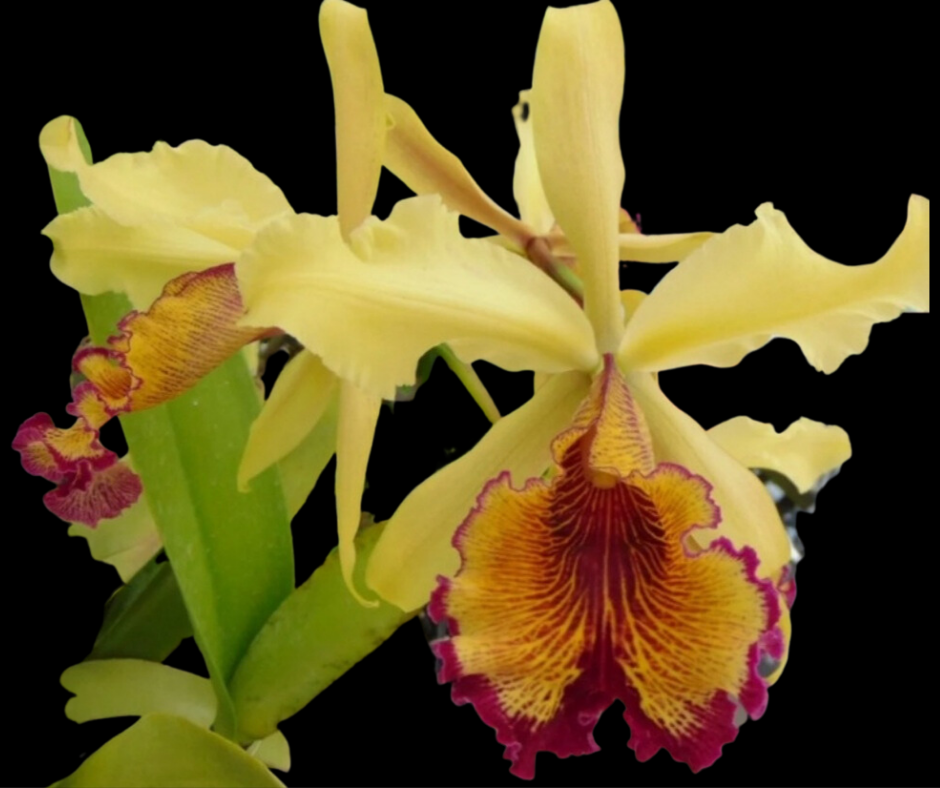Cattleya dowiana v.aurea ( 3N)