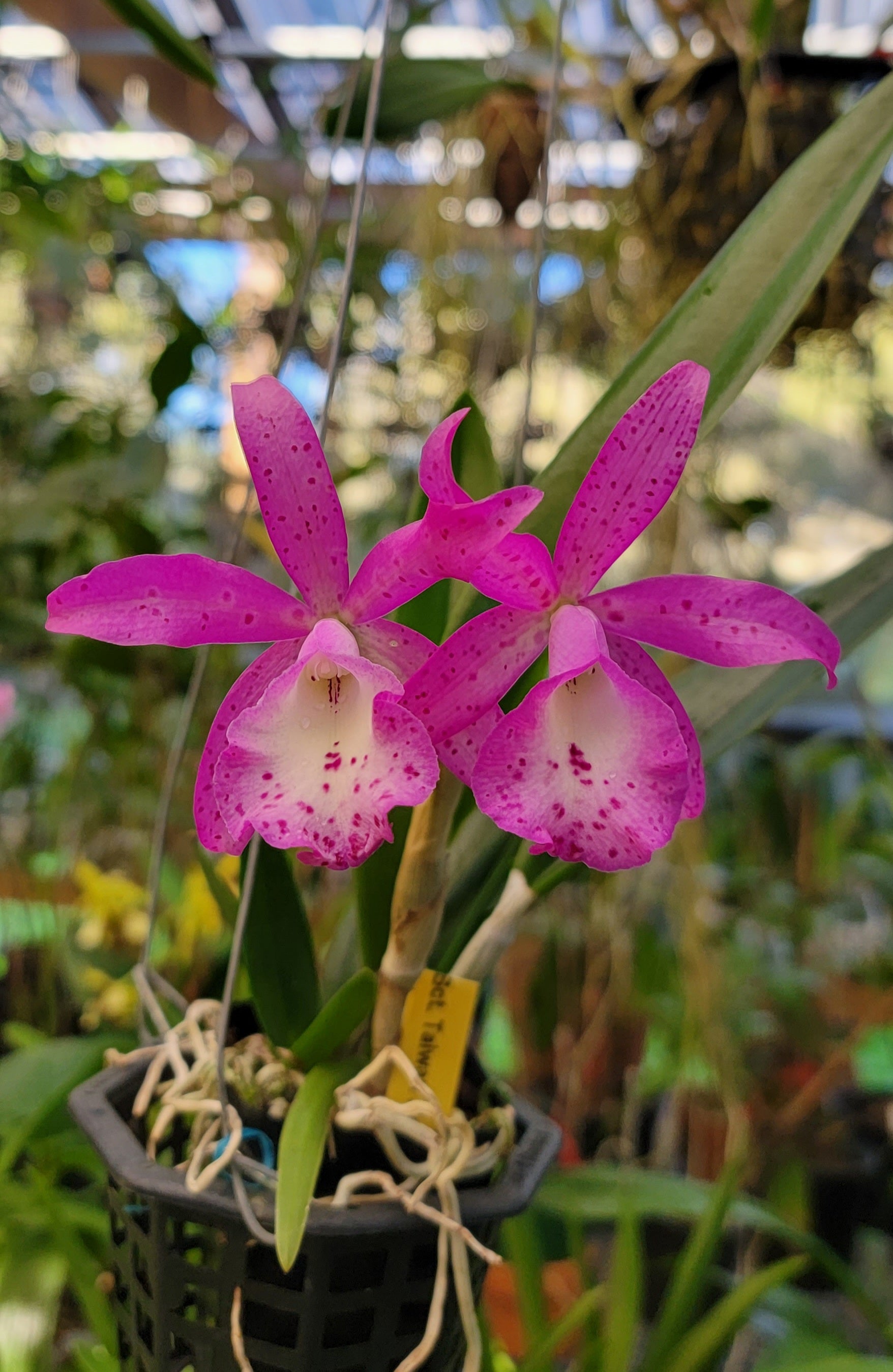 Bct.Taiwan Mermaid – Orquídeas del Turabo