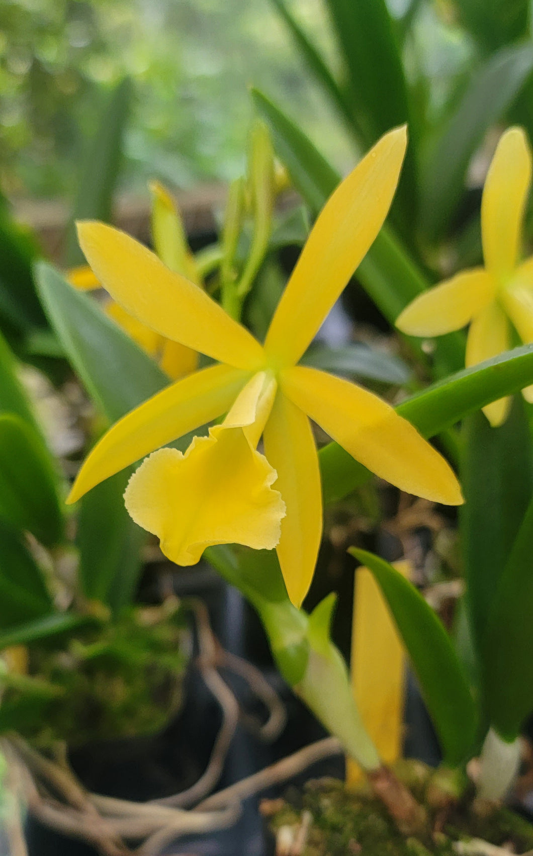 Cahuzacara Hsinying Naranja 'Golden Sunshine'