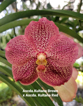 Load image into Gallery viewer, Ascda.Kultana Brown x Ascda.Kultana Red
