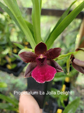 Cargar imagen en el visor de la galería, Propetalum La Jolla Delight
