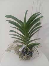 Load image into Gallery viewer, Vanda Pakchong Blue x coerulea
