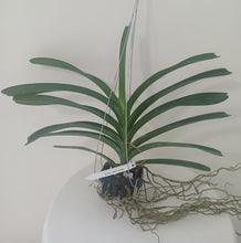Load image into Gallery viewer, Vanda Kultana Principal
