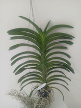 Load image into Gallery viewer, Vanda Siriporn Pink &#39;Pracha&#39;
