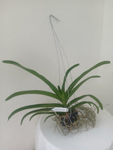 Load image into Gallery viewer, Vandachostylis Colmarie
