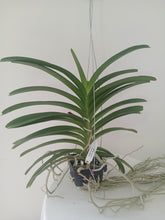 Load image into Gallery viewer, Vanda Jairak Saphire
