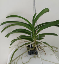 Load image into Gallery viewer, Vanda M.V. Tannins                         V. ( lamellata x Thianchai)
