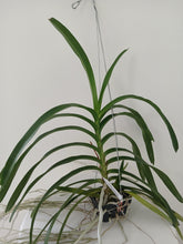 Load image into Gallery viewer, Vanda lamellata x limbata
