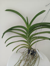 Load image into Gallery viewer, V. Phairot x ( V. Fuchs Sunset - Doctor Anek)
