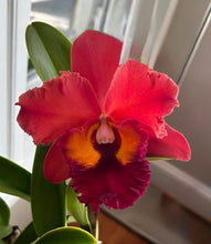 Cargar imagen en el visor de la galería, Cattleya Lovers Bundle Pack
