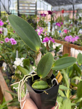 Cargar imagen en el visor de la galería, Cattleya walkeriana f. labeloide
