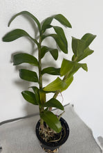 Load image into Gallery viewer, Dendrobium Sophia Ang
