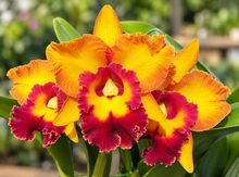 Cargar imagen en el visor de la galería, Cattleya Lovers Bundle Pack
