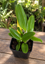 Load image into Gallery viewer, Cattleya praestans - miniature orchid
