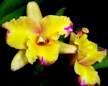 Cargar imagen en el visor de la galería, Cattleya Collector’s Quartet- Set of 4 adult orchids- not in bloom
