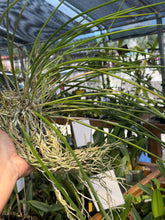 Cargar imagen en el visor de la galería, Brassavola cucullata BS
