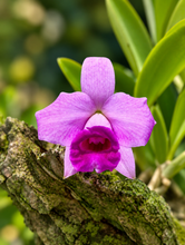 Load image into Gallery viewer, Cattleya praestans - miniature orchid

