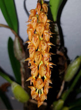 Cargar imagen en el visor de la galería, Bulbophyllum cupreum
