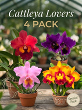 Cargar imagen en el visor de la galería, Cattleya Lovers Bundle Pack
