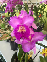 Cargar imagen en el visor de la galería, Cattleya Collector’s Quartet- Set of 4 adult orchids- not in bloom
