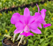 Cargar imagen en el visor de la galería, Cattleya walkeriana f. labeloide
