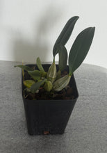 Load image into Gallery viewer, Dendrobium lindleyi  (Syn.aggregatum)
