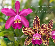 Cargar imagen en el visor de la galería, C. Gaudii ‘ Cinamon Scent’ x Lc. Black Jack ‘ Universal’
