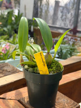 Cargar imagen en el visor de la galería, Bulbophyllum cupreum
