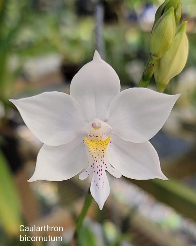 Caularthron bicornutum