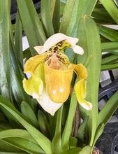 Load image into Gallery viewer, Paphiopedilum exul
