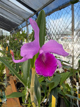 Cargar imagen en el visor de la galería, C. bowringiana x Bc. Morning Glory
