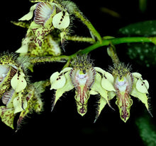 Load image into Gallery viewer, Dendrobium finisterrae
