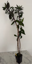 Load image into Gallery viewer, Dendrobium Jacquie Stocker
